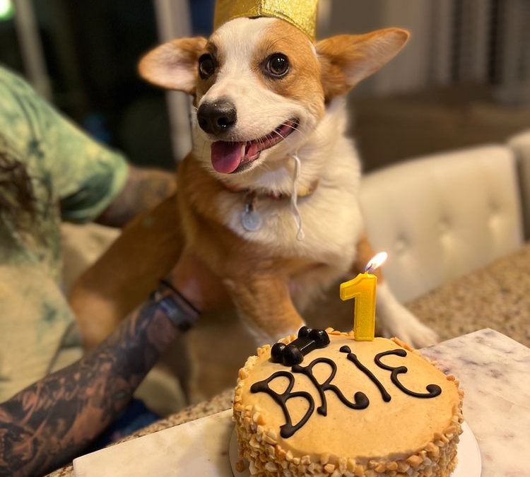 Paw-fection in Summerlin West: Three Dog Bakery’s Love for Furry Friends Shines Through in Every Bite